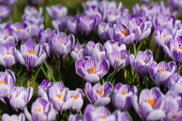 Группа первых весенних цветов - фиолетовые крокусы расцветают снаружи — стоковое фото