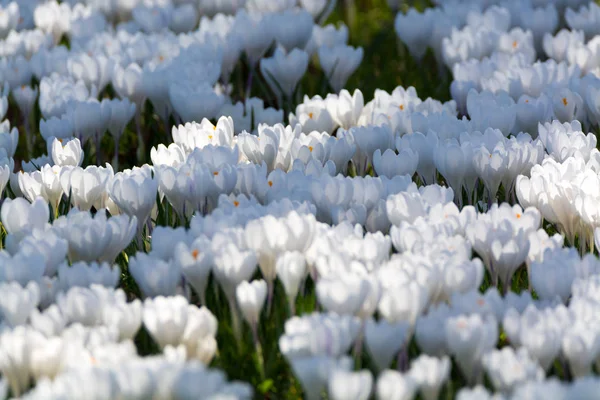 Kwietnik z pierwsze wiosenne kwiaty - duże białe krokusy kwiat — Zdjęcie stockowe