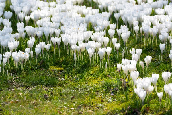 Grupa pierwsze wiosenne kwiaty - duże białe krokusy kwiat zew — Zdjęcie stockowe