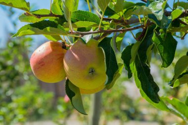 Olgun pembe organik elma ağacı üzerinde