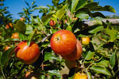 Olgun yeşil organik elma ağacı üzerinde