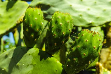 Kaktüs inciri opuntia olgunlaşmamış yeşil meyveler ile
