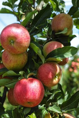 Olgun kırmızı organik elma ağacı üzerinde