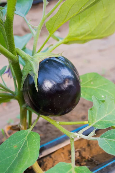 Planta de berenjena - cultivo orgánico de berenjenas en vegetab — Foto de Stock