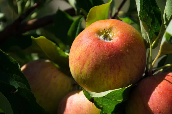 Ώριμα ροζ βιολογικά μήλα στο δέντρο — Φωτογραφία Αρχείου