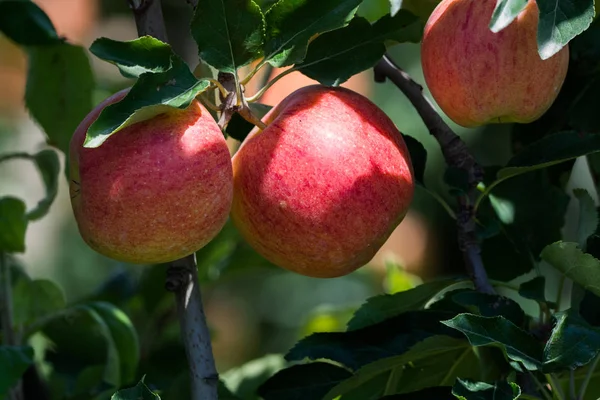 Ώριμα κόκκινα βιολογικά μήλα στο δέντρο — Φωτογραφία Αρχείου