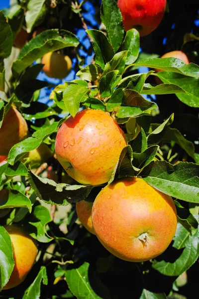 Pommes biologiques roses mûres sur l'arbre — Photo