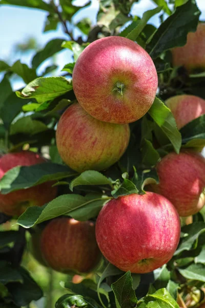 Olgun kırmızı organik elma ağacı üzerinde