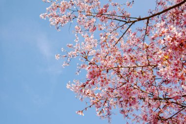 Pembe çiçek ağaç ve mavi gökyüzü, bahar doğa arka plan bahar