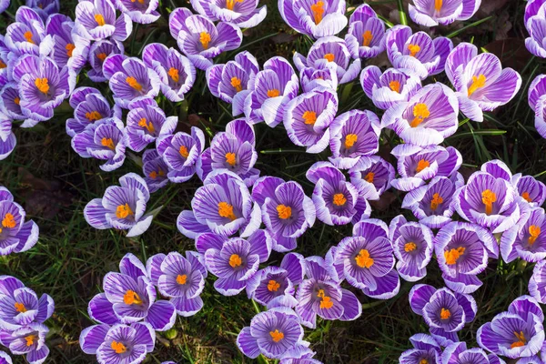 Group of first spring flowers - purple crocuses blossom outside — Stock Photo, Image