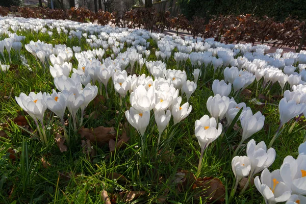Grup ilk bahar çiçek - büyük beyaz çiğdemler çiçeği outsi