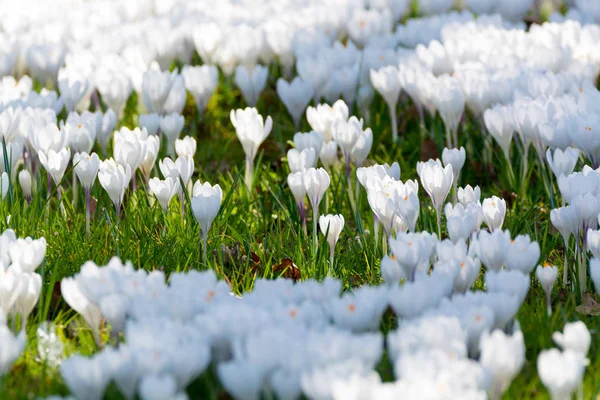 Grupa - pierwsze wiosenne kwiaty duże, białe krokusy kwiat poza — Zdjęcie stockowe