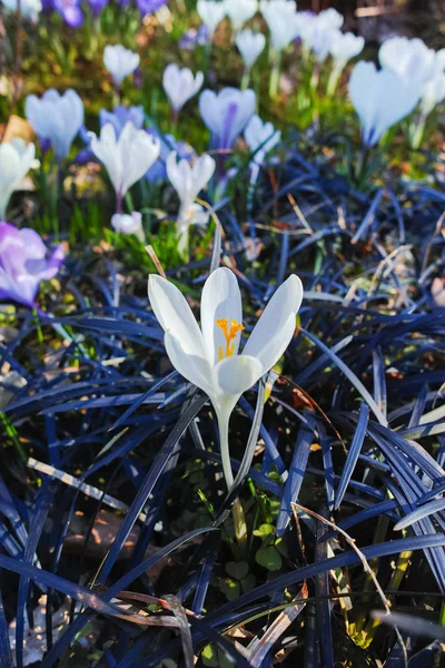 Grupo Primeras Flores Primavera Azafrán Blanco Primer Plano Del Parque — Foto de Stock