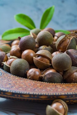 Macadamia fıstığı yakın kadar yaprakları ile hasat