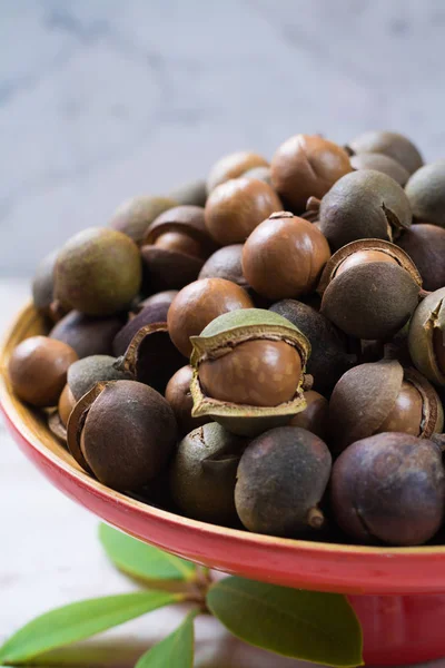 Macadamia Fıstığı Yakın Kadar Yaprakları Ile Hasat — Stok fotoğraf