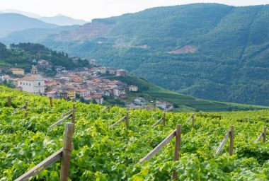 Trentino üzüm bağları, İtalya
