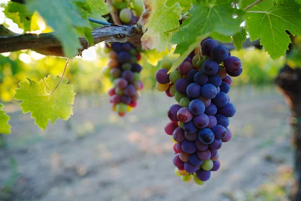 Tuscany hills vineyards, Italy — Stock Photo, Image