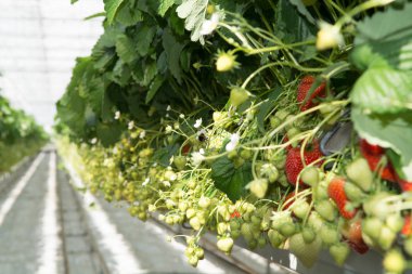 Lezzetli tatlı organik pembe çilek büyüme büyük Hollandalı sera, günlük hasat