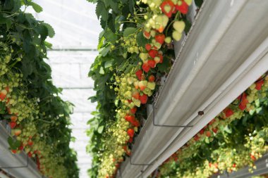 Lezzetli tatlı organik pembe çilek büyüme büyük Hollandalı sera, günlük hasat