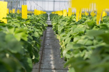 Lezzetli tatlı organik pembe çilek büyüme büyük Hollandalı sera, günlük hasat