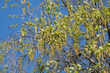 Mevsimlik Anti - huş ağacı çiçeği, polen ve tomurcukları