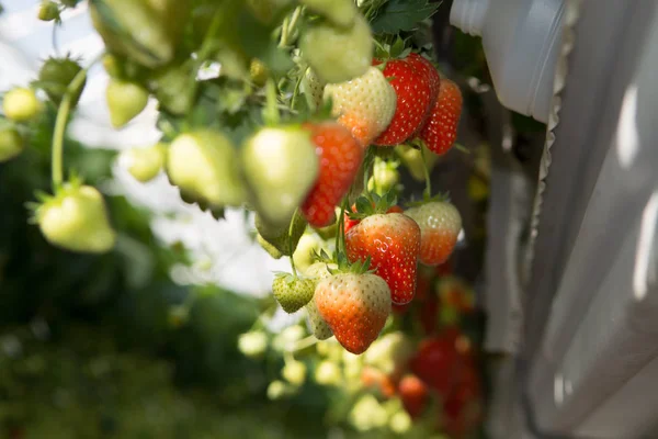 Schmackhafte Süße Rosa Bio Erdbeeren Wachsen Großen Holländischen Gewächshaus Tägliche — Stockfoto