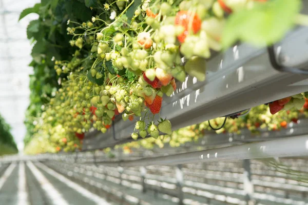 Tasty Sweet Organic Pink Strawberry Growth Big Dutch Greenhouse Everyday — Stock Photo, Image