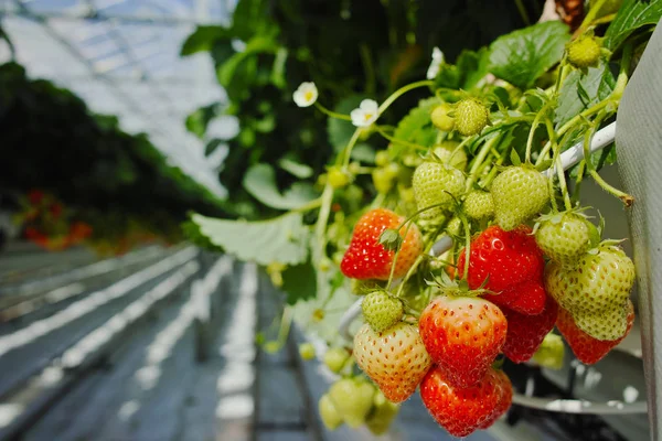 Schmackhafte Süße Rosa Bio Erdbeeren Wachsen Großen Holländischen Gewächshaus Tägliche — Stockfoto