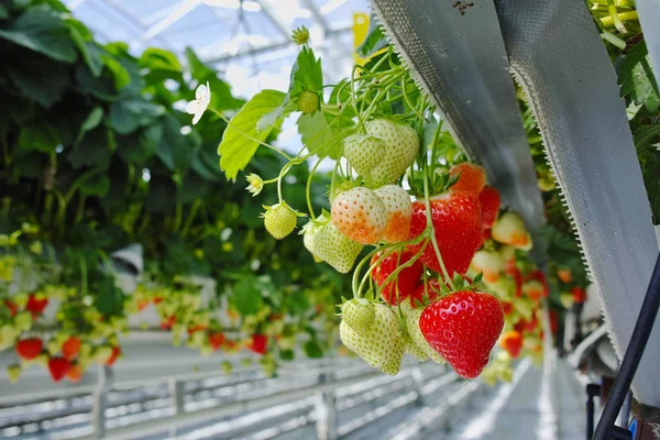 Tasty Sweet Organic Pink Strawberry Growth Big Dutch Greenhouse Everyday — Stock Photo, Image