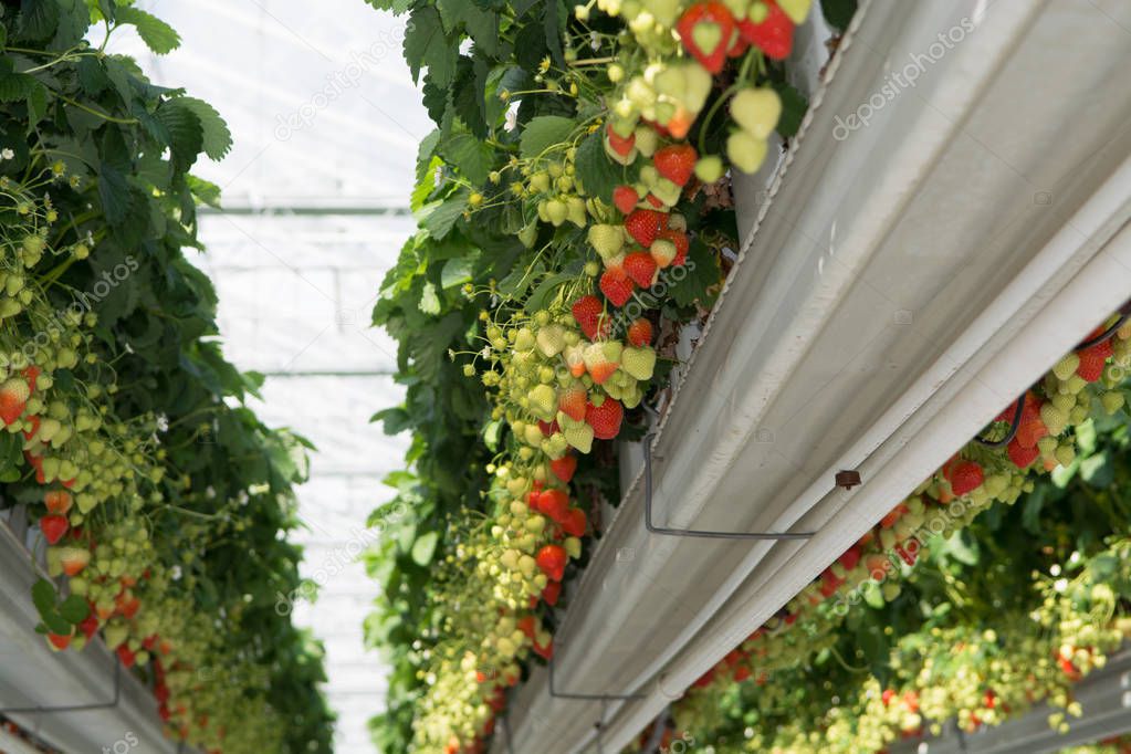 Tasty sweet organic pink strawberry growth in big Dutch greenhouse, everyday harvest