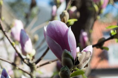 Bahar çiçeği pembe Manolya stellata büyük çiçek ve küçük yeşil yaprakları ile