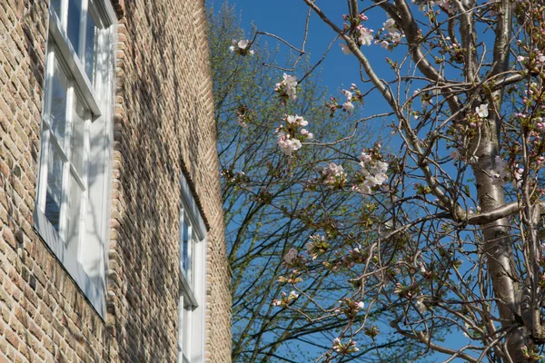 Lente Witte Bloemen Het Venster Oud Hollandse Straat Heusden Noord — Stockfoto