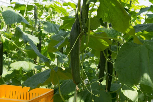 Ízletes Bio zöld uborka növekedés nagy holland üvegház, ev — Stock Fotó