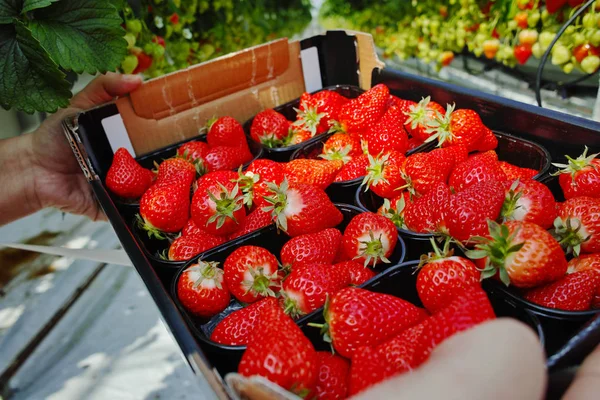 Ernte im Kasten - schmackhafter Bio-Erdbeeranbau im großen holländischen Gewächshaus — Stockfoto