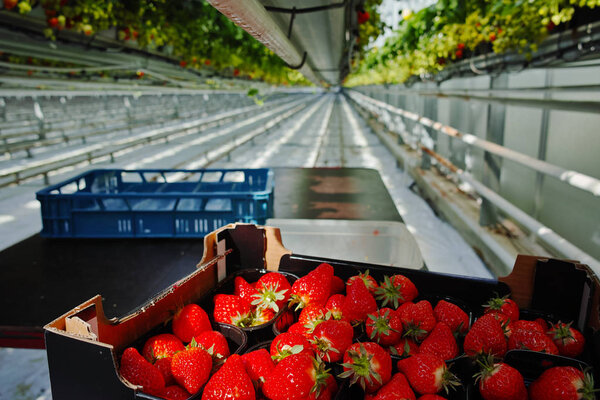 Harvest in the box - tasty organic strawberry growth in big Dutch greenhouse