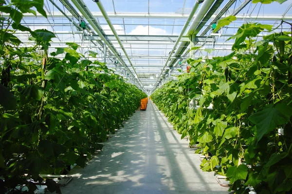 Tasty organic green cucumbers growth in big Dutch greenhouse — Stock Photo, Image
