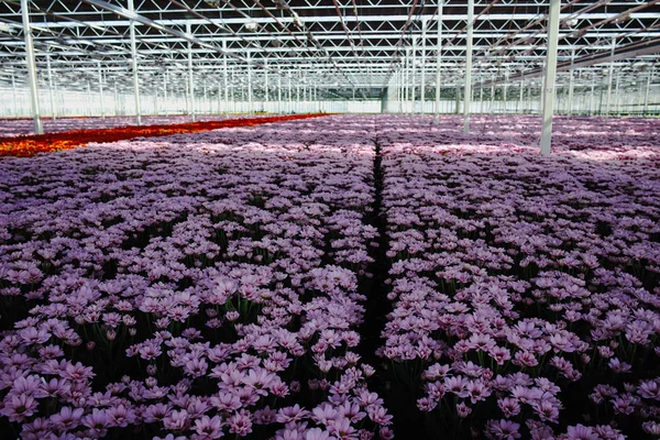 Chrysanthemum flowers growth in huge Dutch greenhouse