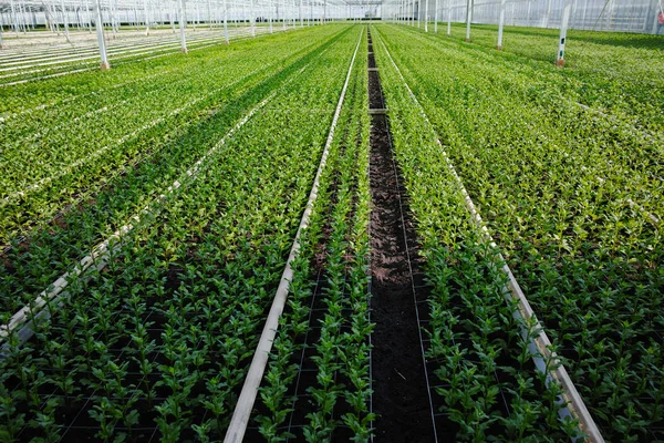 Crecimiento de las flores de crisantemo en el enorme invernadero holandés — Foto de Stock