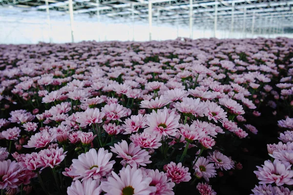 거 대 한 네덜란드 온실에 국화 꽃 성장 — 스톡 사진