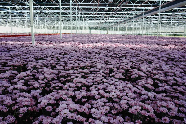 Chrysanthemum flowers growth in huge Dutch greenhouse