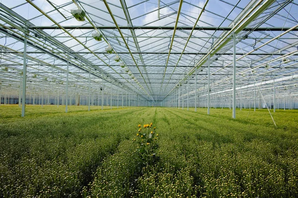 巨大なオランダの温室で菊の花の成長 — ストック写真