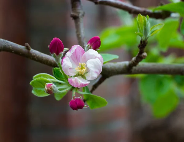 春の日にリンゴの木の花のピンクの花 — ストック写真