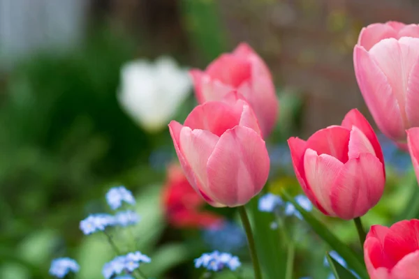 Bunte Tulpe mit Hintergrund von Vergiss mich nicht - Frühlingsblau — Stockfoto