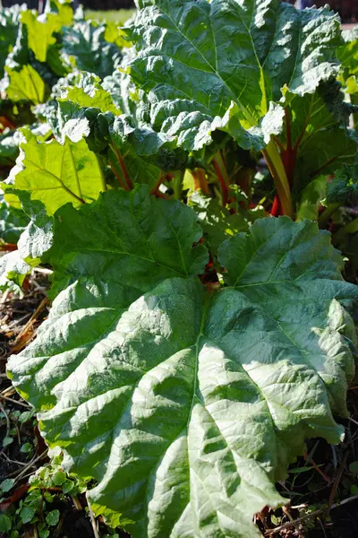 Rhubarb plant growing in the ground Stock Picture