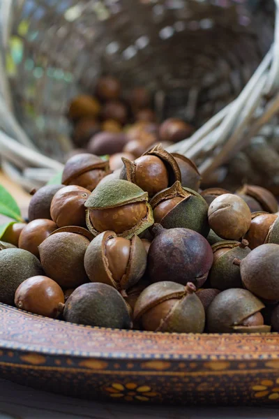 Raccolta delle noci di macadamia da vicino — Foto Stock