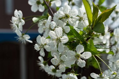 bir bahar gününde kiraz çiçekleri beyaz çiçekler