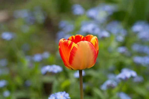 Bunte Tulpe mit Hintergrund von Vergiss mich nicht - Frühlingsblau — Stockfoto