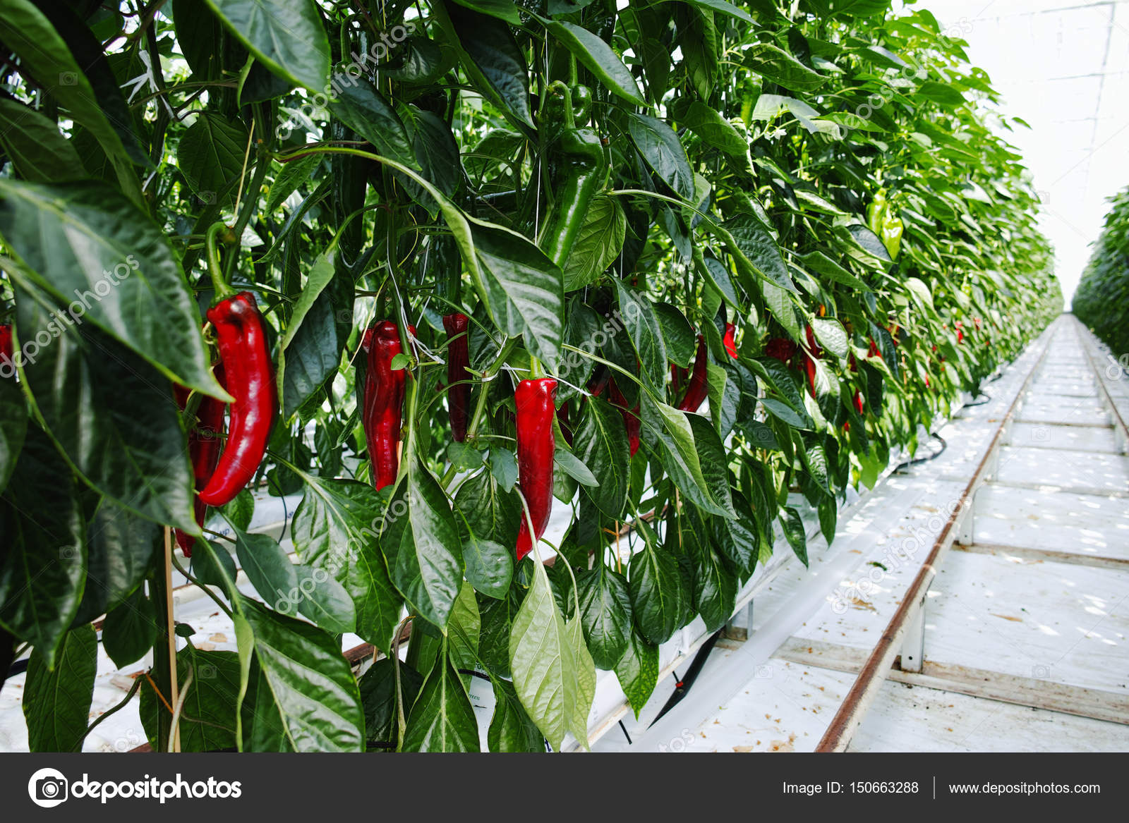 Tasty organic sweet paprika growth in big Dutch greenhouse, ever — Stock Photo © fotopixel.web
