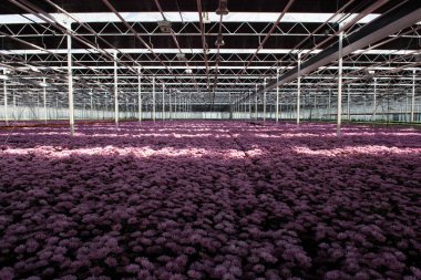 Kasımpatı çiçekleri büyüme büyük Hollandalı sera, çiçek f