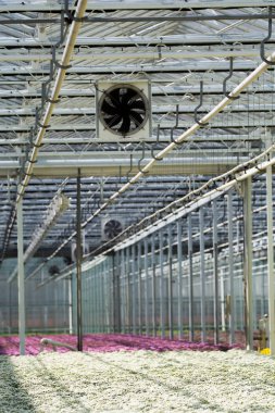 Aydınlatma ve havalandırma büyük Hollandalı greenhous için donatım